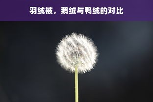 羽绒被，鹅绒与鸭绒的对比