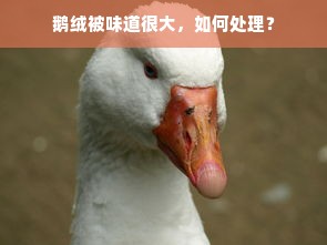 鹅绒被味道很大，如何处理？