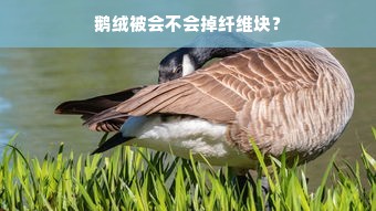 鹅绒被会不会掉纤维块？