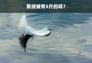 鹅绒被有5斤的吗？