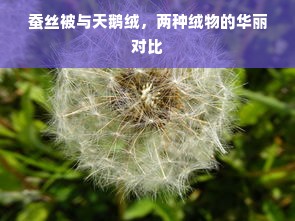 蚕丝被与天鹅绒，两种绒物的华丽对比