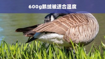 600g鹅绒被适合温度