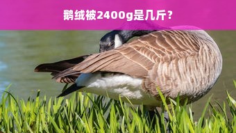 鹅绒被2400g是几斤？