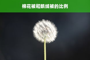 棉花被和鹅绒被的比例