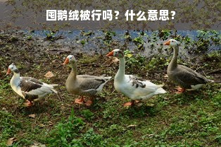 囤鹅绒被行吗？什么意思？