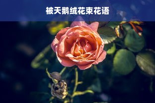 被天鹅绒花束花语