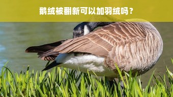 鹅绒被翻新可以加羽绒吗？