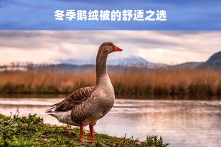 冬季鹅绒被的舒适之选