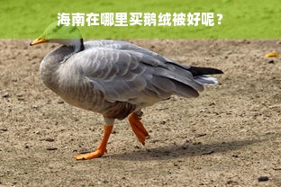 海南在哪里买鹅绒被好呢？