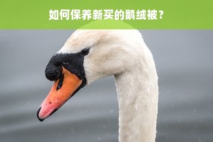 如何保养新买的鹅绒被？