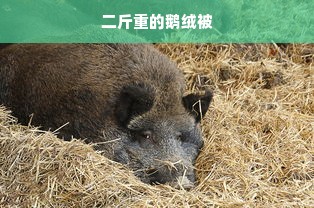 小猴子姐姐品牌，童趣与时尚的完美融合