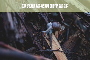 现充鹅绒被到哪里最好