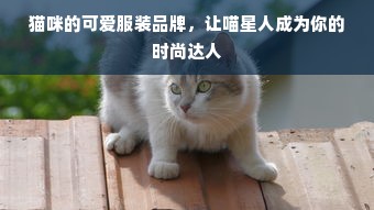 猫咪的可爱服装品牌，让喵星人成为你的时尚达人