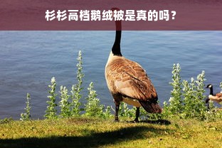 杉杉高档鹅绒被是真的吗？