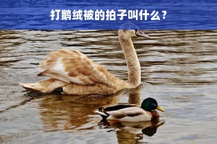 打鹅绒被的拍子叫什么？