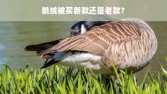 鹅绒被买新款还是老款？