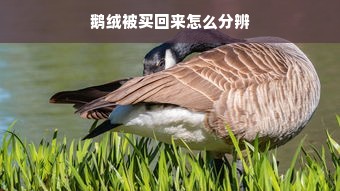 鹅绒被买回来怎么分辨