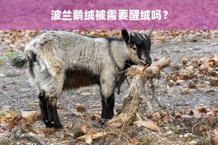 波兰鹅绒被需要醒绒吗？