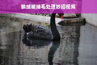 鹅绒被掉毛处理妙招视频