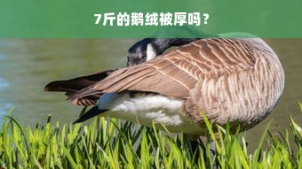 7斤的鹅绒被厚吗？