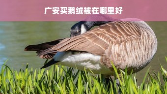 广安买鹅绒被在哪里好