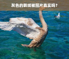 灰色的鹅绒被图片真实吗？