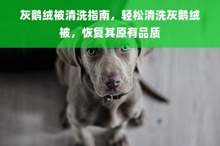 灰鹅绒被清洗指南，轻松清洗灰鹅绒被，恢复其原有品质