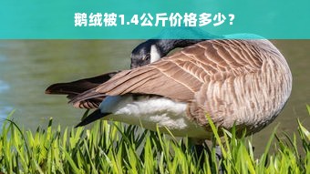 鹅绒被1.4公斤价格多少？