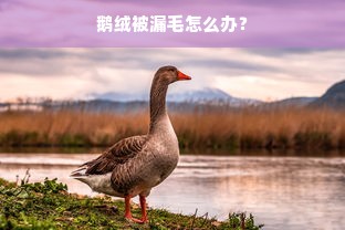 鹅绒被漏毛怎么办？