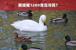 鹅绒被1200克会冷吗？