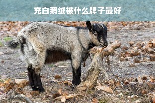 充白鹅绒被什么牌子最好