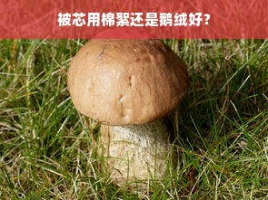 被芯用棉絮还是鹅绒好？