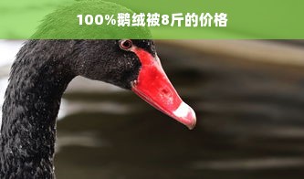 100%鹅绒被8斤的价格