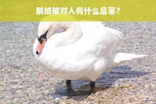 鹅绒被对人有什么危害？