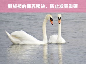 鹅绒被的保养秘诀，防止发黄发硬