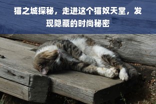 猫之城探秘，走进这个猫奴天堂，发现隐藏的时尚秘密