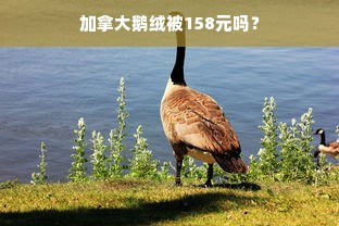 加拿大鹅绒被158元吗？