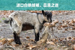 进口白鹅绒被，品质之选