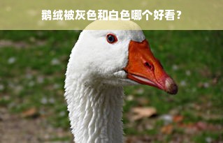 鹅绒被灰色和白色哪个好看？