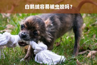 白鹅绒容易被虫咬吗？