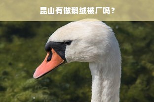 昆山有做鹅绒被厂吗？