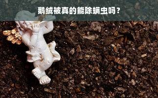 鹅绒被真的能除螨虫吗？