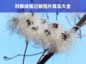 青浦区鹅绒被制品价格走势探析