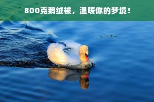 800克鹅绒被，温暖你的梦境！