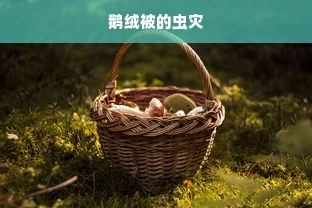 鹅绒被的虫灾