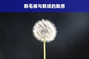 鹅毛被与鹅绒的触感