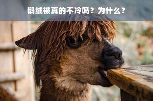 鹅绒被真的不冷吗？为什么？