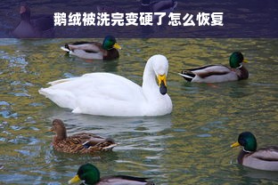 鹅绒被洗完变硬了怎么恢复