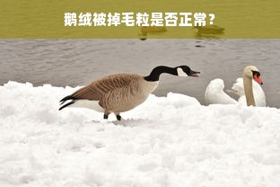 鹅绒被掉毛粒是否正常？