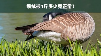 鹅绒被1斤多少克正常？